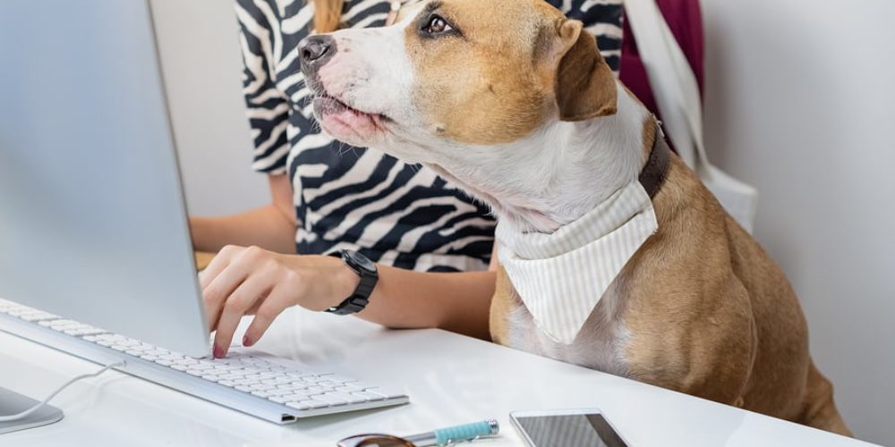 Code du travail : animaux sur le lieu de travail